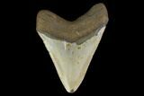 Fossil Megalodon Tooth - North Carolina #124918-2